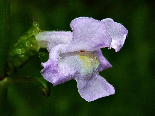 {Mimulus alatus}